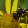 Nomada sp.